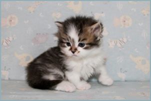 Female Siberian Kitten from Deedlebug Siberians